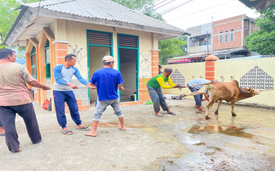 MAN 4 Aceh Besar Laksanakan Qurban dan Bagikan Daging kepada Keluarga serta Siswa